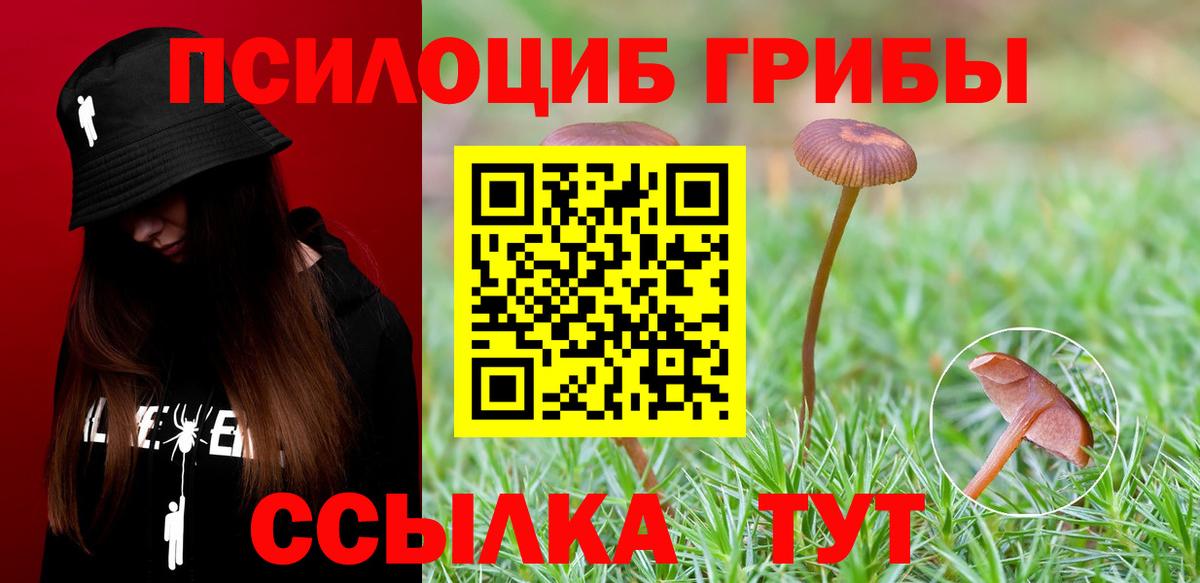 Галлюциногенные грибы Psilocybe Новый Уренгой